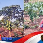 Paradigma Baru Lahan Marjinal