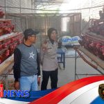 Polres Kediri Perkuat Produktivitas Peternak Ayam Petelur demi Ketahanan Pangan Masyarakat