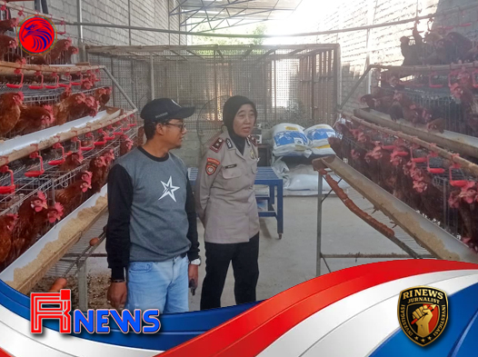 Polres Kediri Perkuat Produktivitas Peternak Ayam Petelur demi Ketahanan Pangan Masyarakat