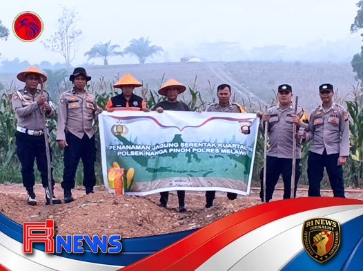 Jagung Hibrida di Dusun Sepan Baru