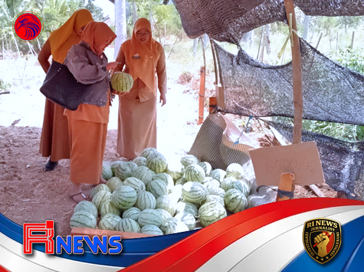 Musim Kemarau Panjang Berdarah Petani Semangka