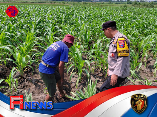 Polri dan Petani Ngadiluwih Membangun Sinergi Strategis Demi Ketahanan Pangan