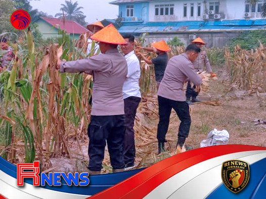 Kapolsek Nanga Pinoh Hadir Langsung Panen Jagung Hibrida