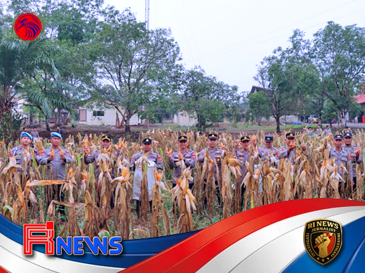 Panen Ketiga Jagung Hibrida Polres Melawi