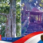 Pohon Jati Ki Ageng Sentono yang Ditanam Bupati Broto Pranoto