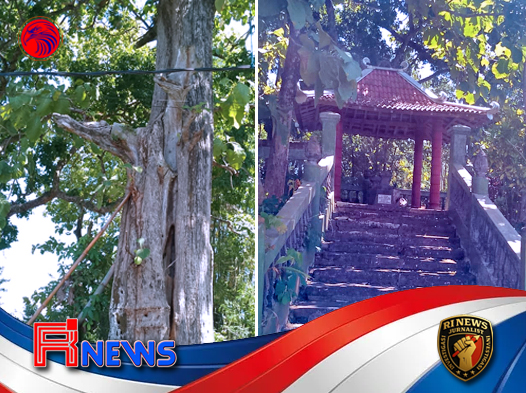 Pohon Jati Ki Ageng Sentono yang Ditanam Bupati Broto Pranoto