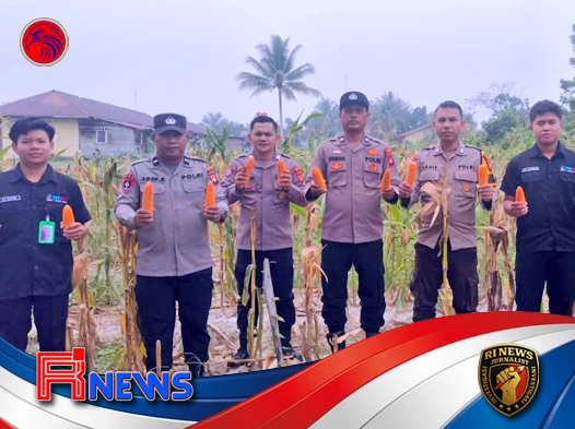 Polsek Nanga Pinoh Kawal Panen Jagung Hibrida demi Swasembada Pangan